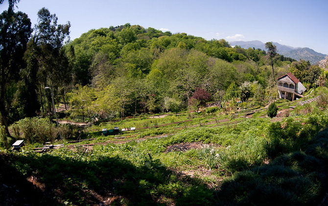 Грузія. Ботанічний сад Батумі.