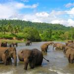 Екскурсійний тур на Шрі-Ланку: культура і традиції, історія і природа