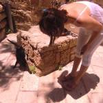 Пам’ятки Тель-Авіва : Кішки