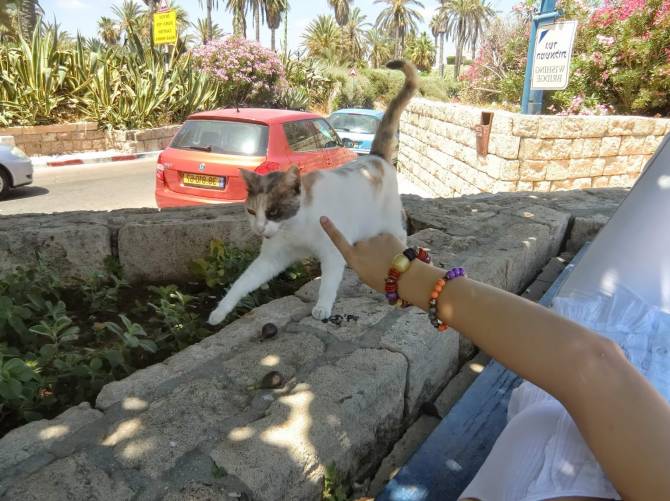 кішки Тель-Авіва