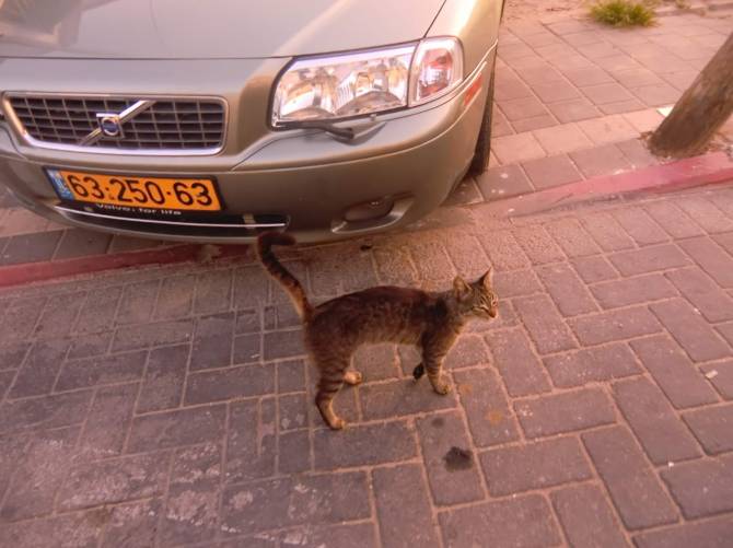 кішки Тель-Авіва