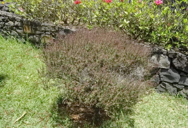 рослини на острові Мадейра