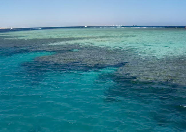 Кораловий риф