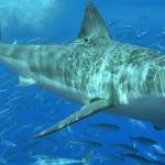 Целебные свойства хряща акулы
