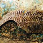 У Пілосі виявлено незаймане древнє поховання воїна