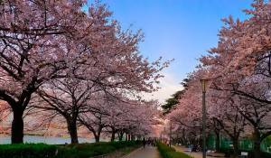 Цветение сакур в Японии: однажды увидеть и влюбиться навсегда