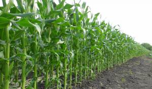 Гербіциди для кукурудзи: місце в технології вирощування