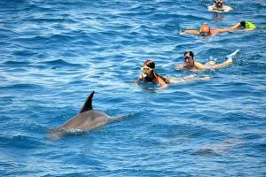 Туристам сподобався новий дельфінарій в Хургаді