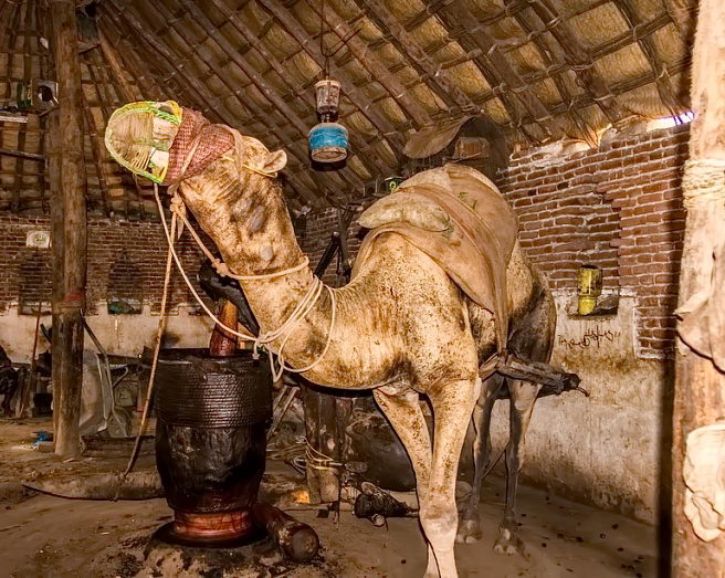 місто Забід: верблюди давлять олію